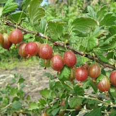 Крыжовник "Нежный"