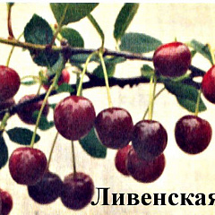 Вишня "Ливенская" 