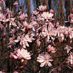 Магнолия звездчатая "Розеа" (Rosea)